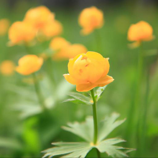 Characteristics of trollius hondoensis