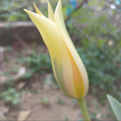 Characteristics of tulipa acuminata