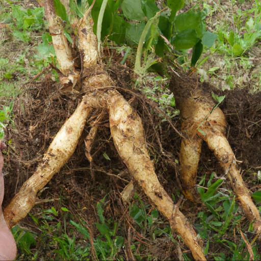 Common bare root plants to plant