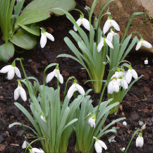 Common mistakes to avoid when planting snowdrops 'in the green'