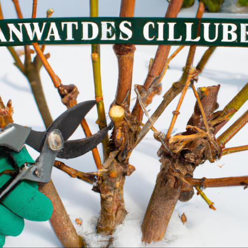 Common mistakes to avoid when pruning dormant plants in winter