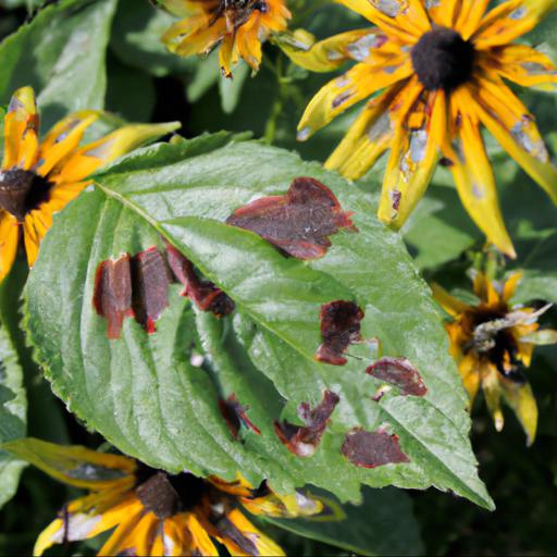 Common pests and diseases of rudbeckia herbstsonne