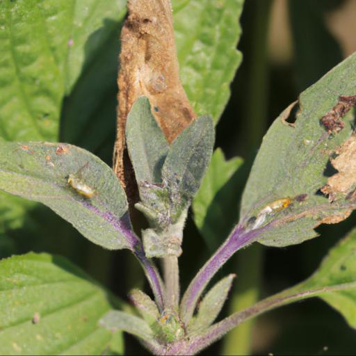 Common pests and diseases of salvia officinalis tricolor