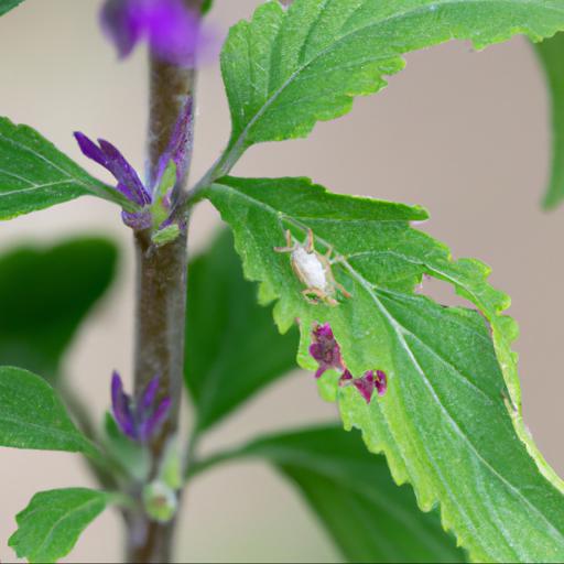 Common pests and diseases of salvia serenade