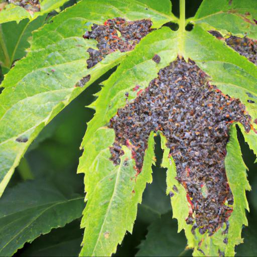 Common pests and diseases of sambucus nigra black lace