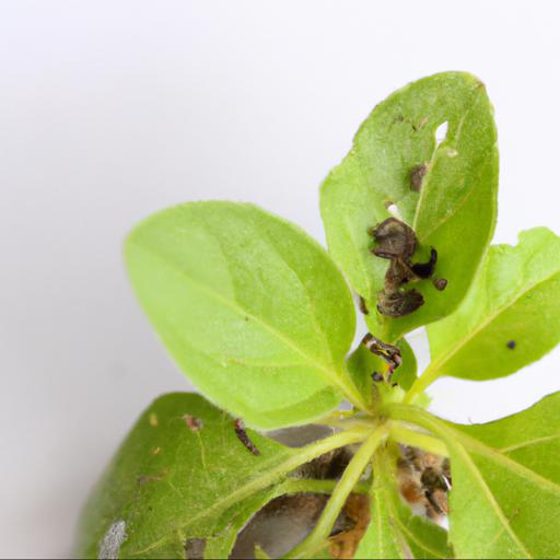 Common pests and diseases of sanvitalia procumbens