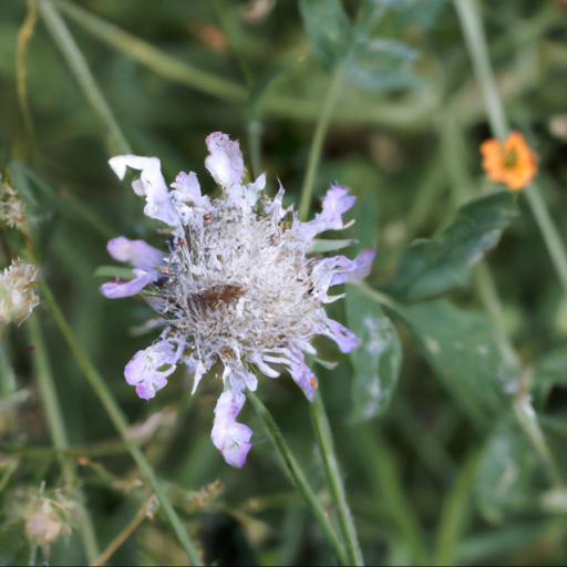 Common pests and diseases of scabiosa caucasica perfecta alba