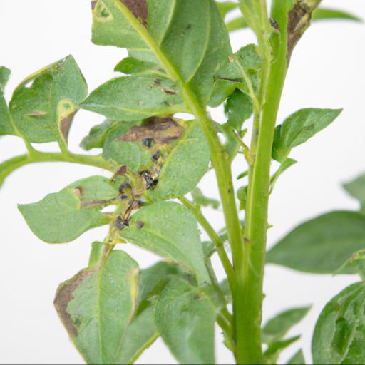 Common pests and diseases of solanum tuberosum rocket