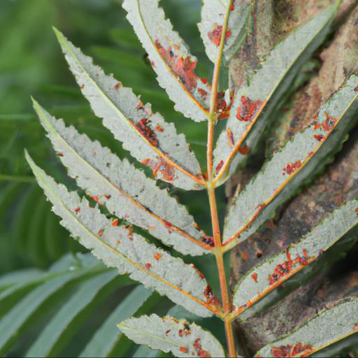 Common pests and diseases of sorbaria sorbifolia sem