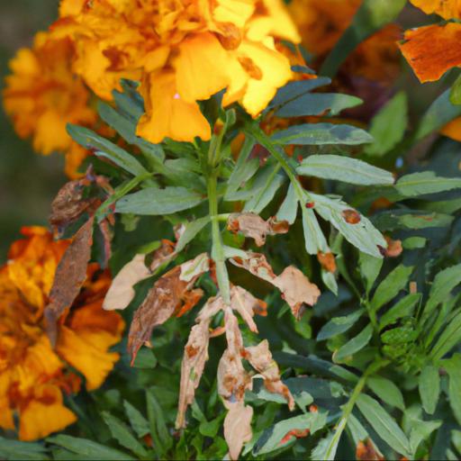 Common pests and diseases of tagetes dainty marietta