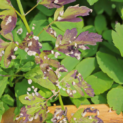 Common pests and diseases of thalictrum aquilegiifolium thundercloud