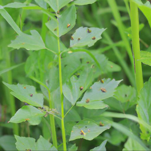 Common pests and diseases of thalictrum kiusianum