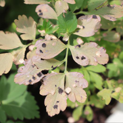 Common pests and diseases of thalictrum minus adiantifolium