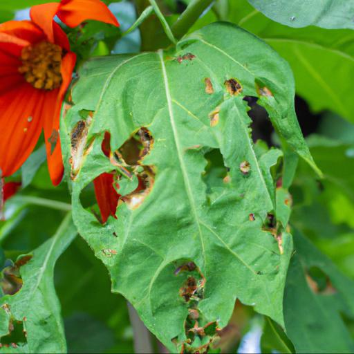 Common pests and diseases of tithonia rotundifolia