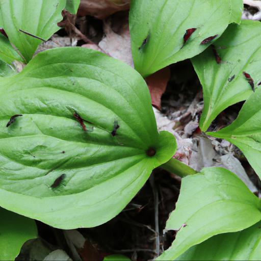 Common pests and diseases of trillium cuneatum