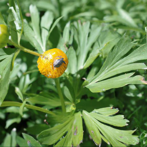 Common pests and diseases of trollius x cultorum lemon queen