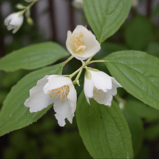 Common problems with philadelphus minnesota snowflake