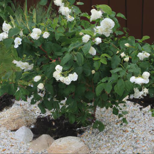 Common problems with philadelphus white rock and how to solve them