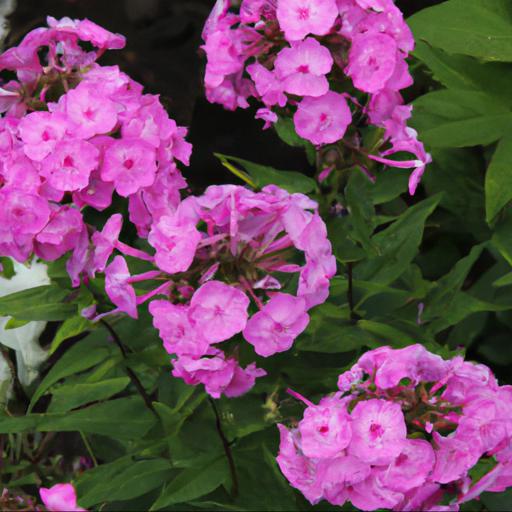 Common problems with phlox paniculata bartwentynine