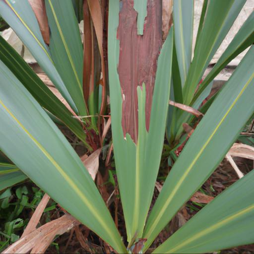 Common problems with phormium tenax joker