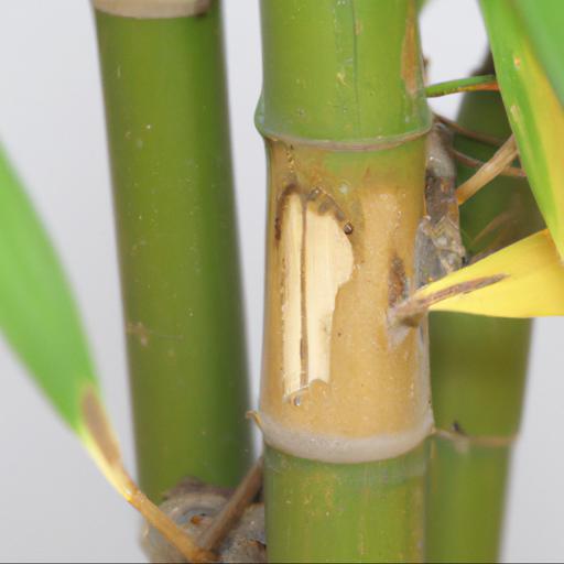 Common problems with phyllostachys aureosulcata f