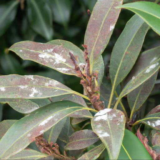 Common problems with pieris japonica purity