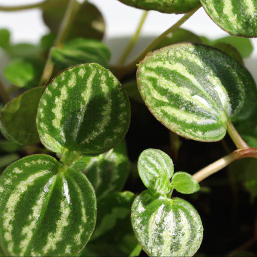 Common problems with pilea peperomiodes