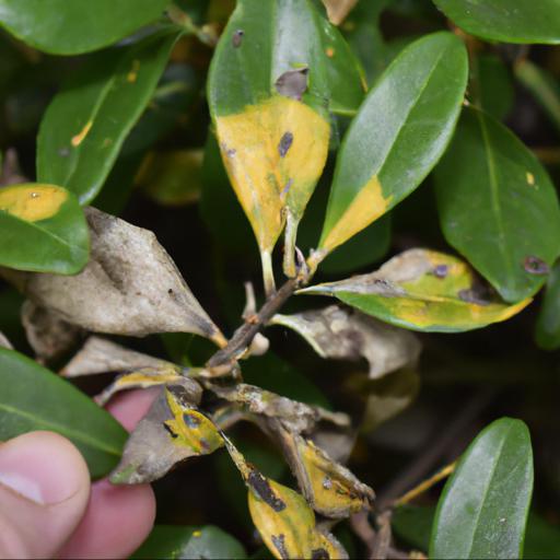 Common problems with pittosporum tenuifolium gold star