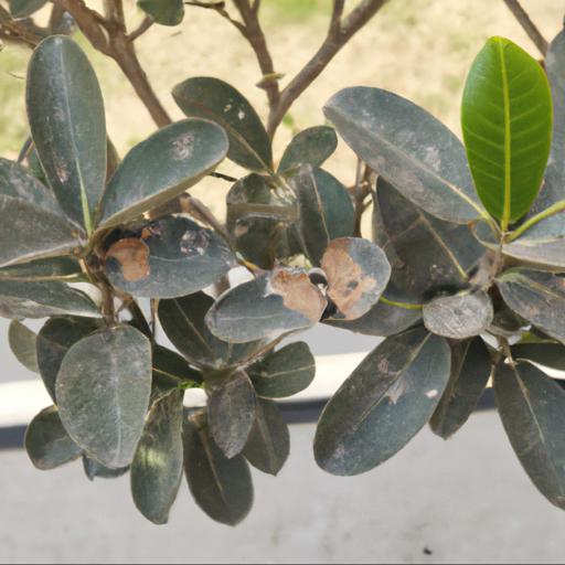 Common problems with pittosporum tenuifolium tom thumb