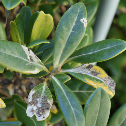 Common problems with pittosporum tobira nanum