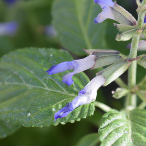 Common problems with salvia patens cambridge blue