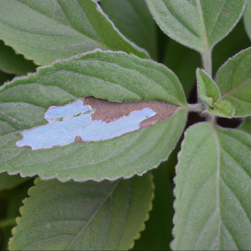 Common problems with salvia viridis blue