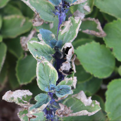 Common problems with salvia x jamensis blue armor