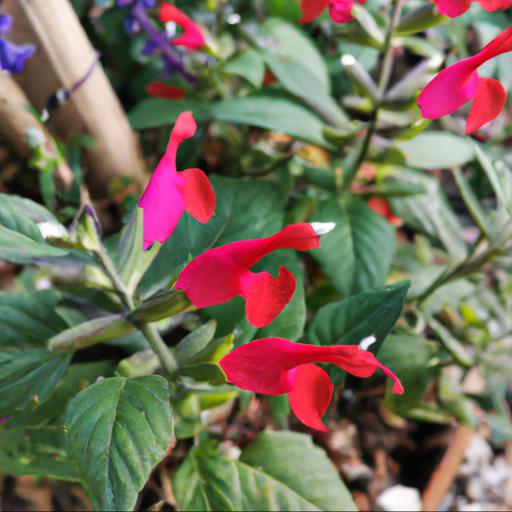 Common problems with salvia x jamensis hot lips