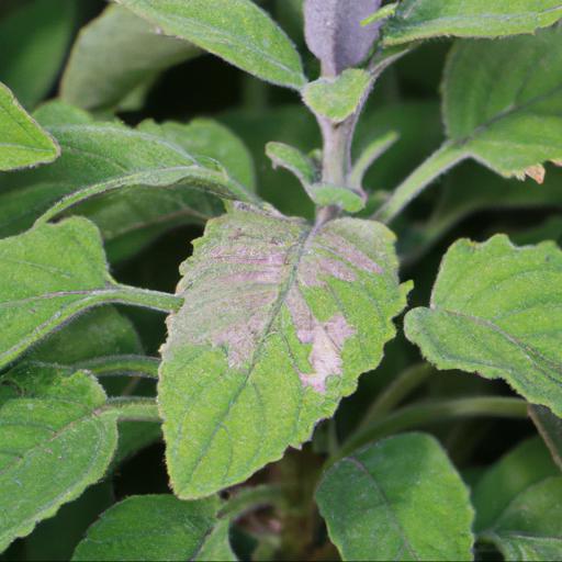 Common problems with salvia x jamensis pluenn