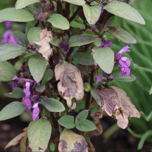 Common problems with salvia x jamensis violette de loire