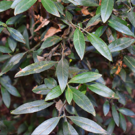 Common problems with sarcococca confusa