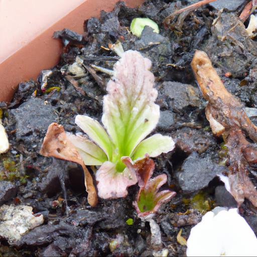 Common problems with saxifraga southside seedling