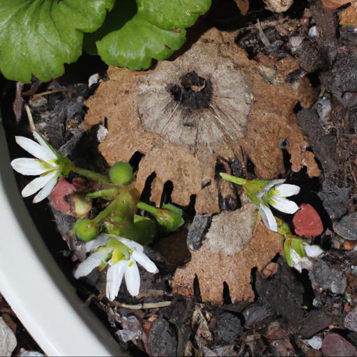 Common problems with saxifraga white pixie