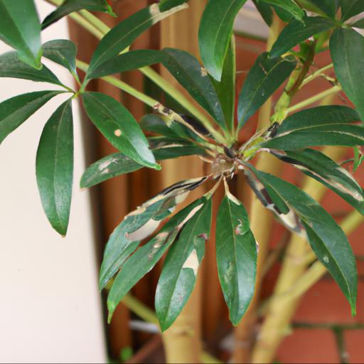 Common problems with schefflera rhododendrifolia