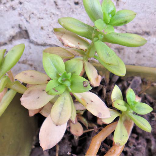 Common problems with sedum dasyphyllum