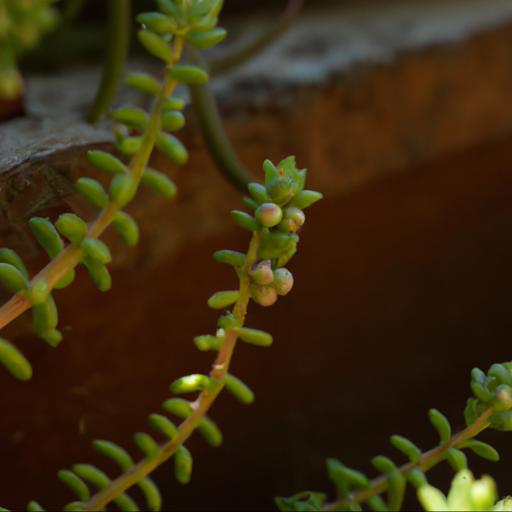 Common problems with sedum morganianum burrito