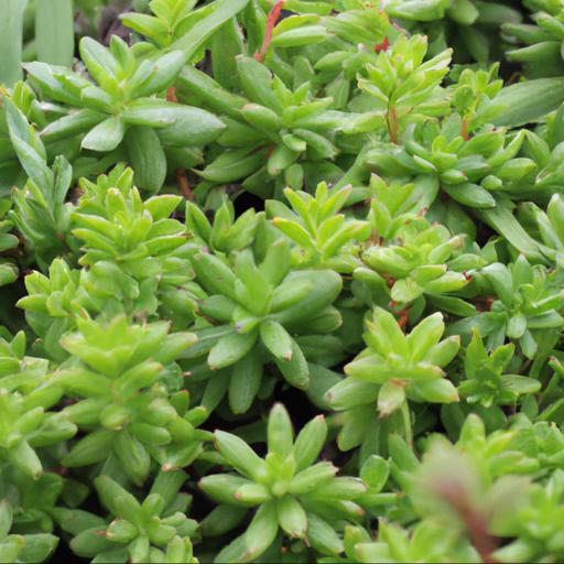 Common problems with sedum reflexum