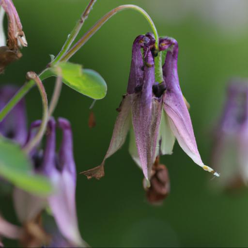 Common problems with semiaquilegia sugar plum fairy