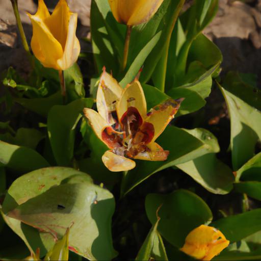 Common problems with seven species tulips