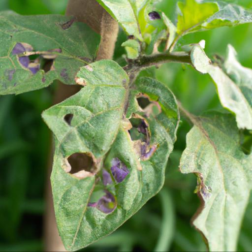 Common problems with solanum crispum glasnevin