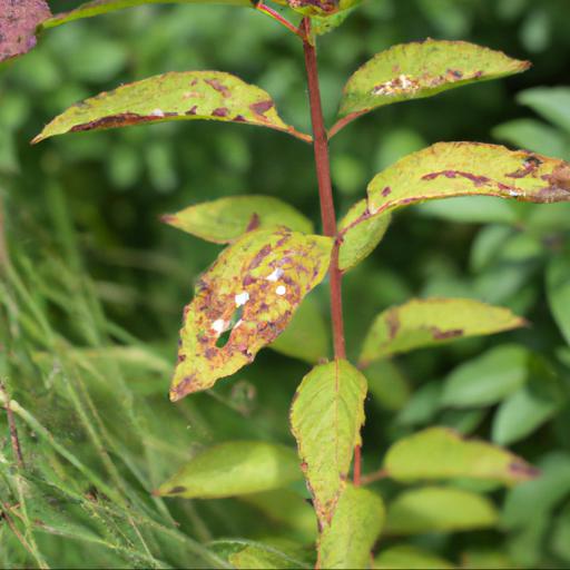 Common problems with spiraea japonica albiflora