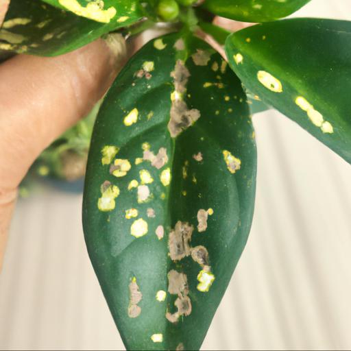 Common problems with stephanotis floribunda variegata