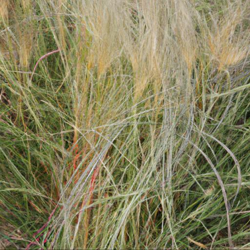 Common problems with stipa tenuissima