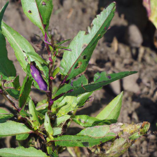 Common problems with symphyotrichum novi belgii royal ruby